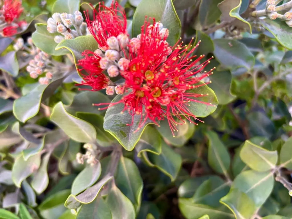 Metrosideros collina ‘Springfire’