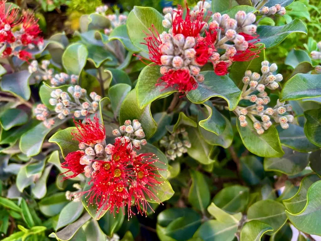 Metrosideros collina ‘Springfire’