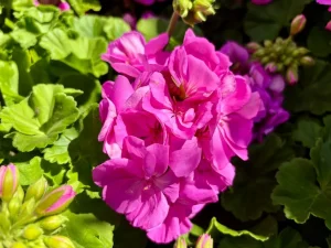 Pelargonium ‘Calliope® Large Lavender’