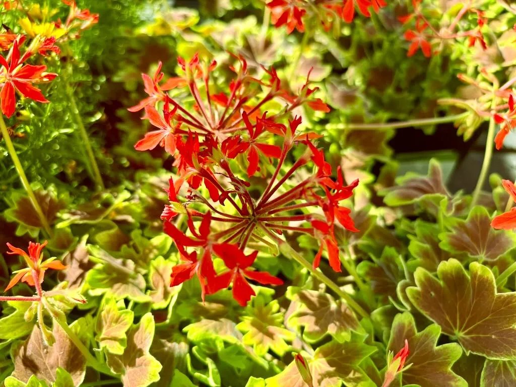 Pelargonium hortorum Brocade Vancouver Centennial-1_result - Online Flower Garden Pelargonium hortorum Brocade ‘Vancouver Centennial’