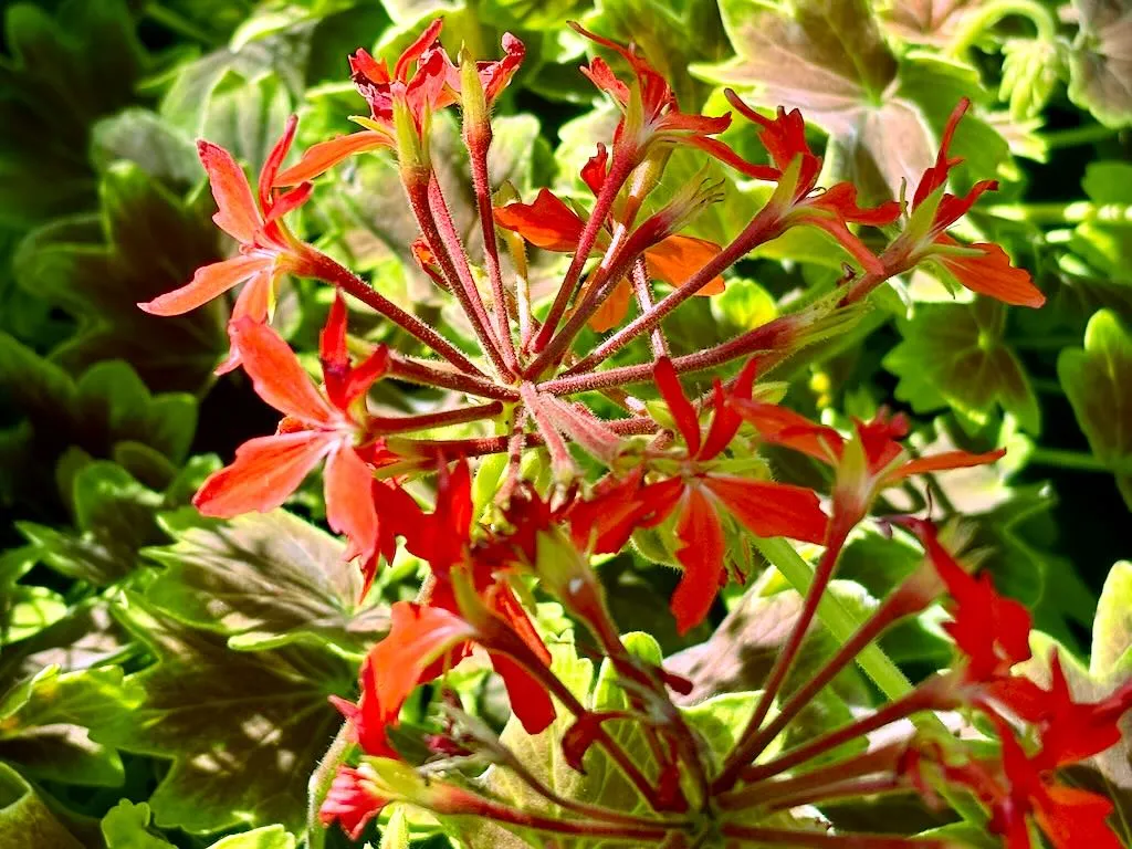 Pelargonium hortorum Brocade Vancouver Centennial_result - Online Flower Garden Pelargonium hortorum Brocade ‘Vancouver Centennial’