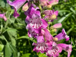 Penstemon 'Lavender Ruffles'