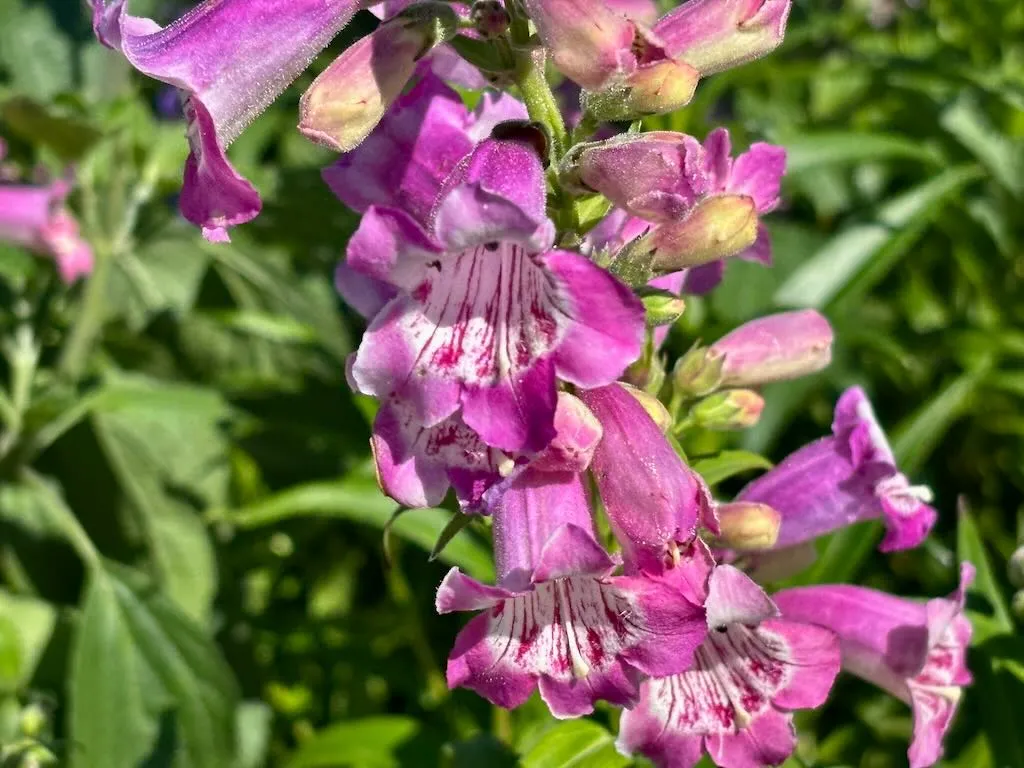 Penstemon Lavender Ruffles-1_result - Online Flower Garden Penstemon 'Lavender Ruffles'