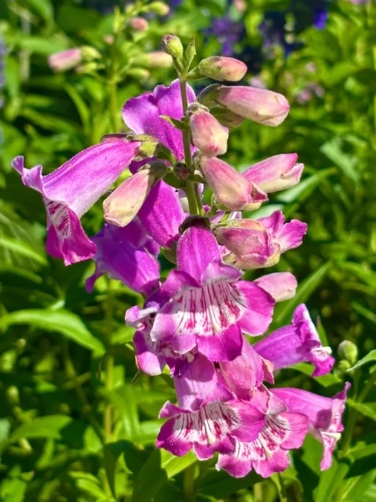 Penstemon Lavender Ruffles_result - Online Flower Garden Penstemon'Lavender Ruffles'