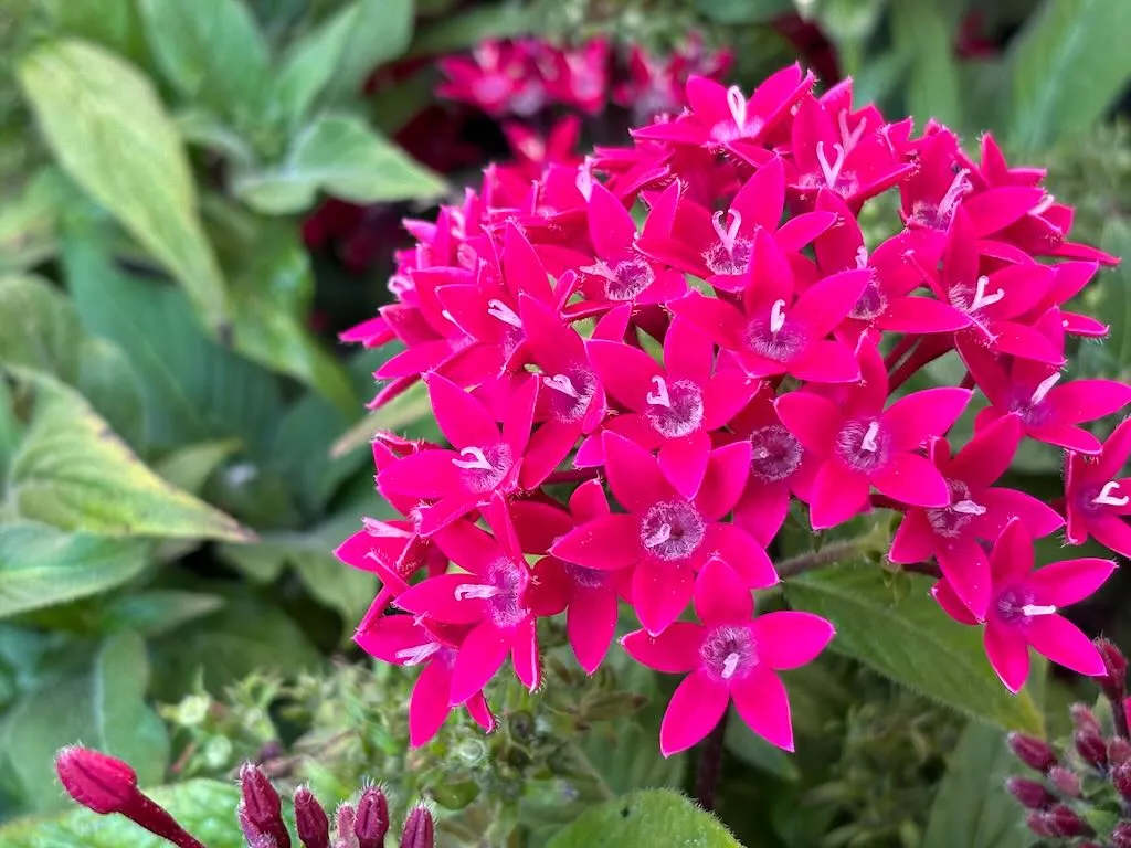 Pentas Graffiti 20-20 Ruby-1_result - Online Flower Garden Pentas 'Graffiti 20/20 Ruby'