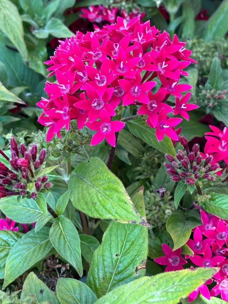 Pentas Graffiti 20-20 Ruby_result - Online Flower Garden Pentas 'Graffiti 20/20 Ruby'
