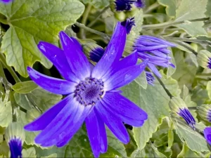 Pericallis ‘Senetti® Blue Halo’