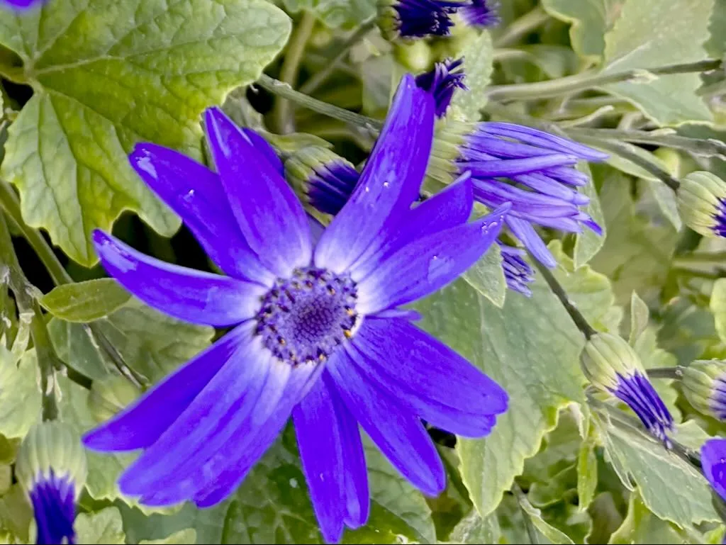 Pericallis Senetti Blue Halo-1_result - Online Flower Garden Pericallis ‘Senetti® Blue Halo’