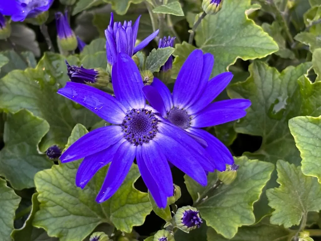 Pericallis Senetti Blue Halo_result - Online Flower Garden Pericallis ‘Senetti® Blue Halo’