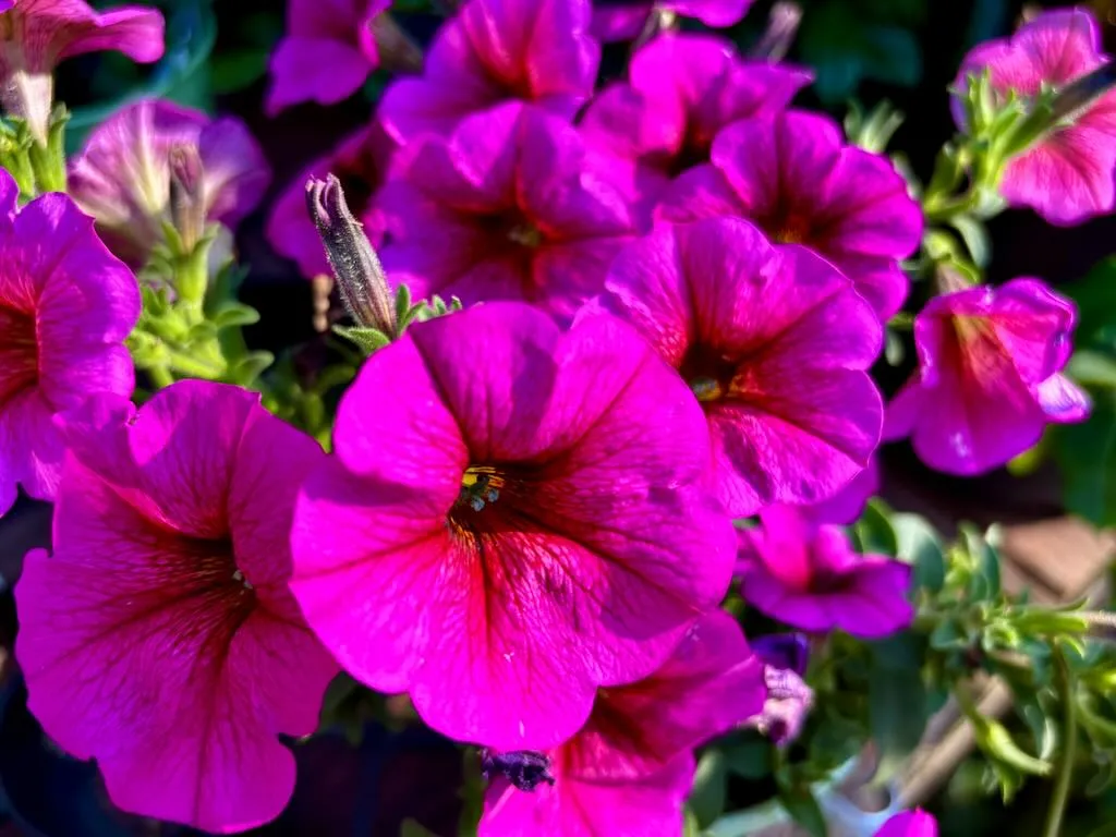 Petchoa SuperCalPremium Purple Dawn-1_result - Online Flower Garden Petchoa SuperCal® Premium'Purple Dawn'
