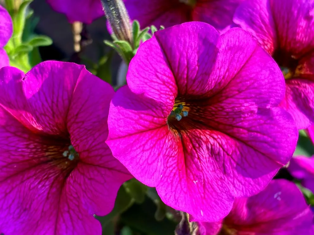 Petchoa SuperCalPremium Purple Dawn_result - Online Flower Garden Petchoa SuperCal® Premium 'Purple Dawn'