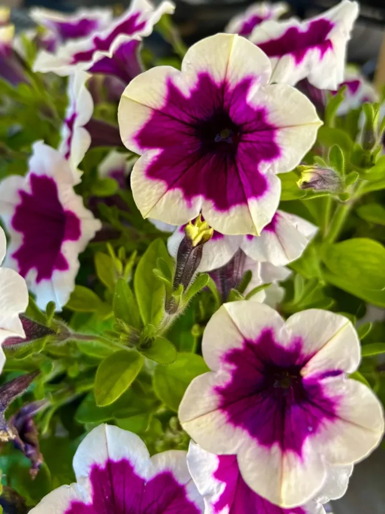 Petunia Capella Rim Raspberry-1_result - Online Flower Garden Petunia 'Capella Rim Raspberry'