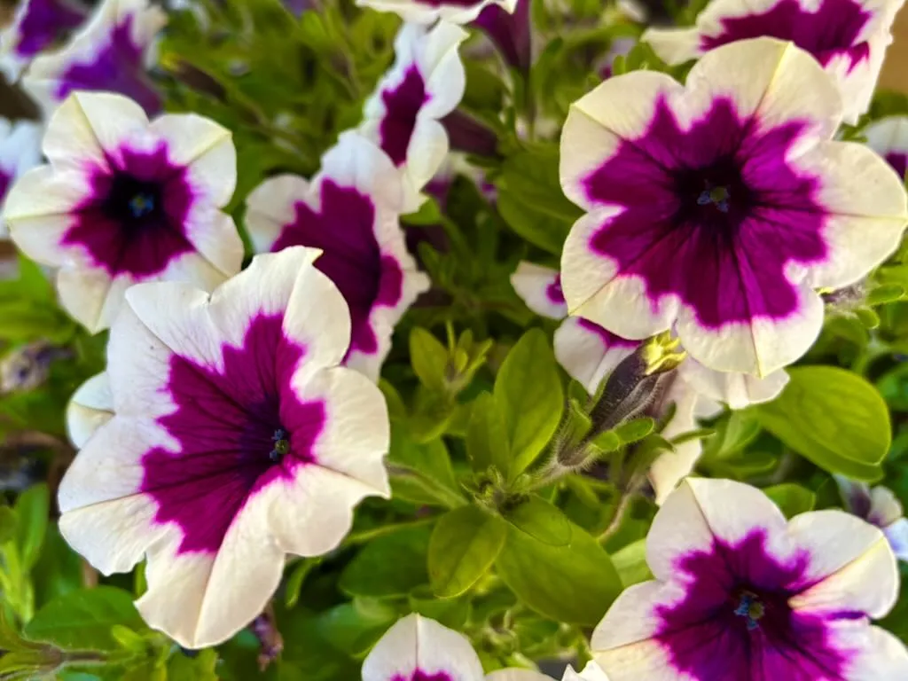 Petunia Capella Rim Raspberry_result - Online Flower Garden Petunia 'Capella Rim Raspberry'