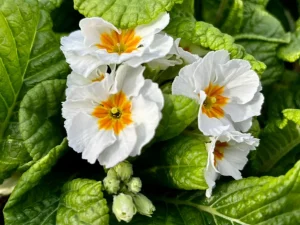 Primula ‘Pacific Giants White’