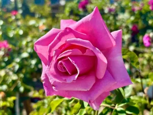 Rosa 'Memorial Day™'