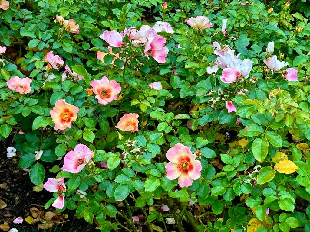 Rosa Your Lovely Eyes-1_result - Online Flower Garden Rosa ‘Your Lovely Eyes’