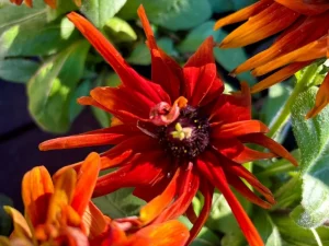 Rudbeckia hirta ‘Cherokee Sunset’