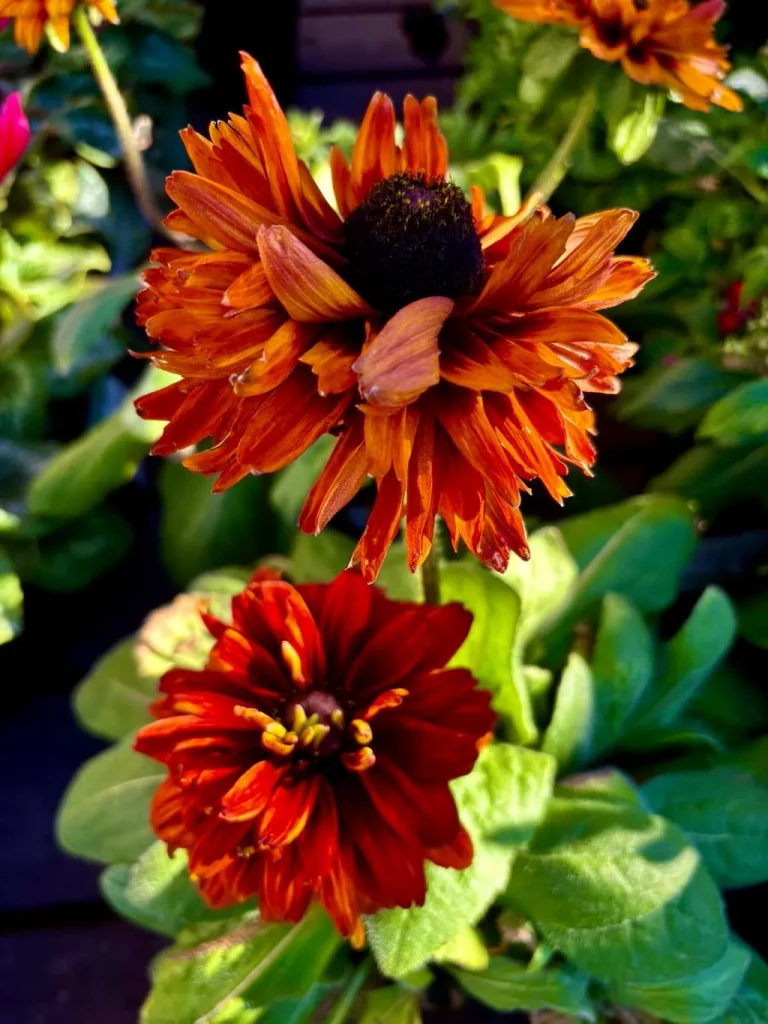 Rudbeckia hirta ‘Cherokee Sunset’