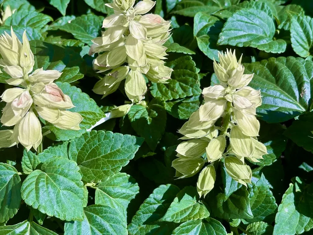 Salvia Vista White-1_result - Online Flower Garden Salvia ‘Vista™ White’
