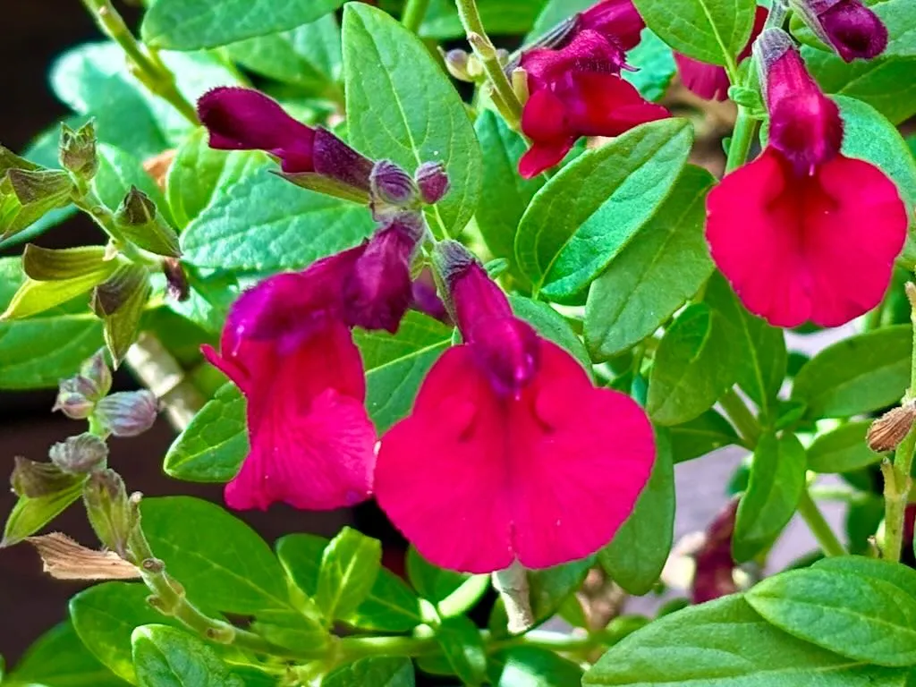 Salvia greggii 'Mirage® Cherry Red'