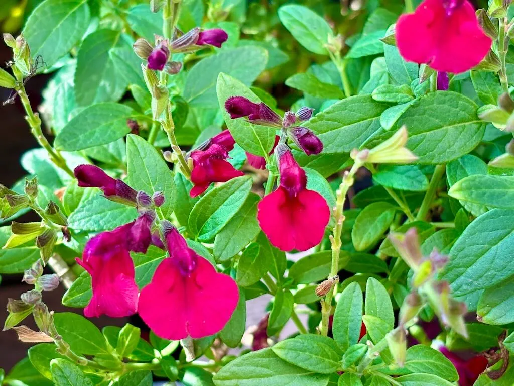 Salvia greggii'Mirage® Cherry Red'