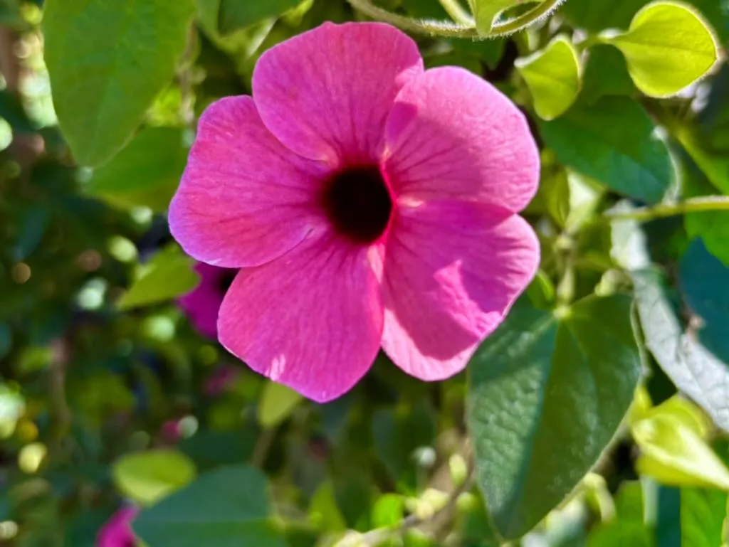 Thunbergia Sunny Rose Sensation-1_result - Online Flower Garden Thunbergia 'Sunny™ Rose Sensation'