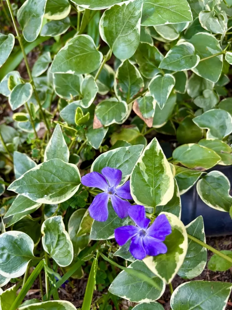 Vinca major Variegata_result - Online Flower Garden Vinca major ‘Variegata’
