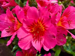 Alstroemeria 'Colorita® Feline'