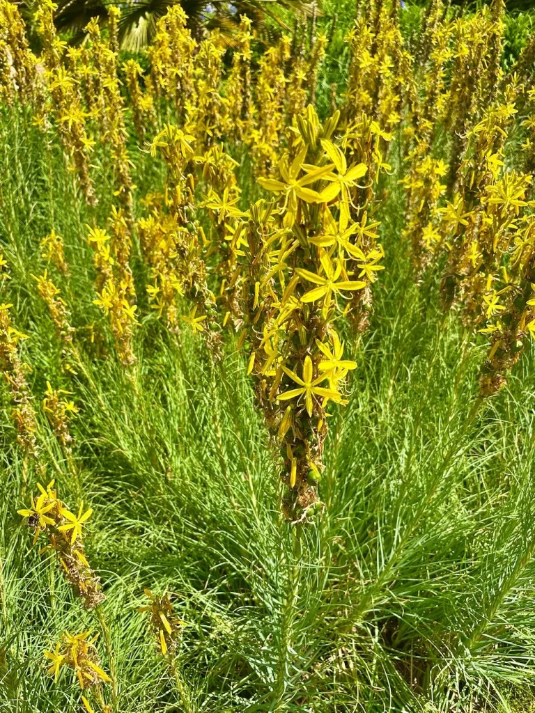 Asphodeline lutea-1_result - Online Flower Garden Asphodeline lutea
