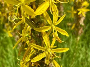 Asphodeline lutea