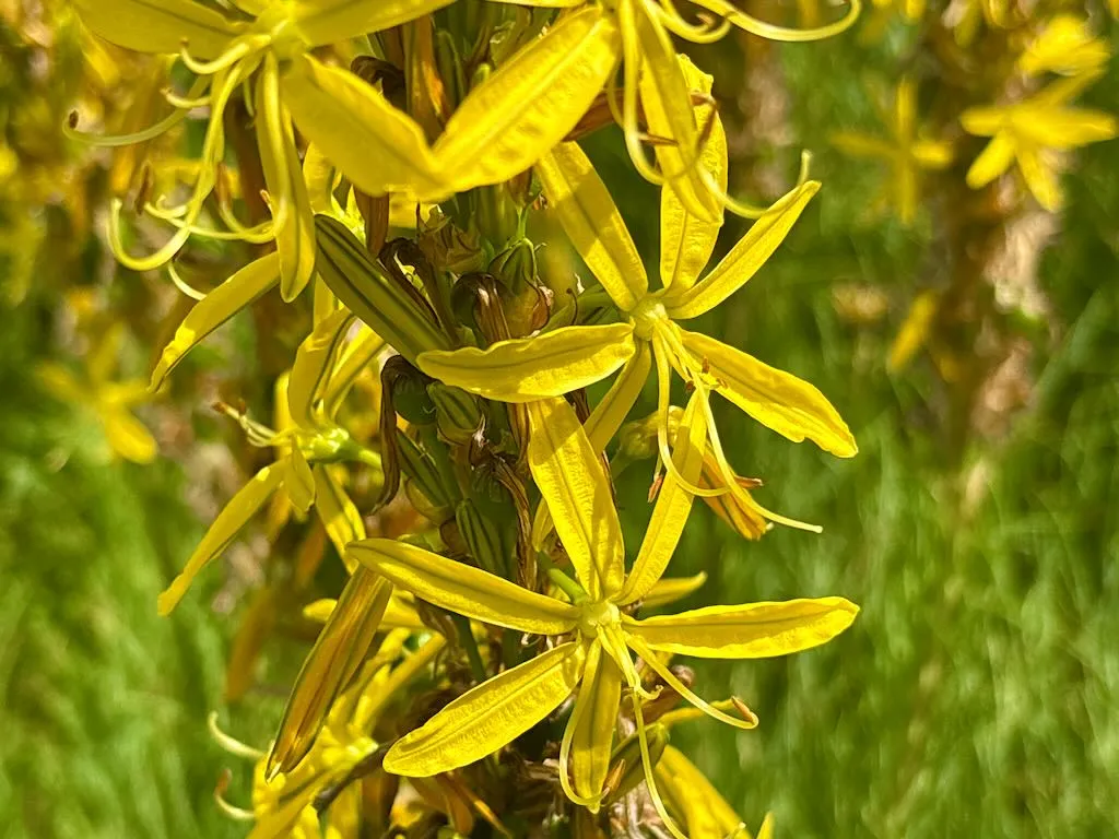 Asphodeline lutea_result - Online Flower Garden Asphodeline lutea