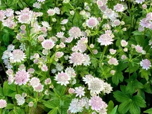 Astrantia ‘Buckland’