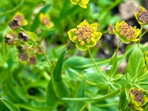 Bupleurum falcatum