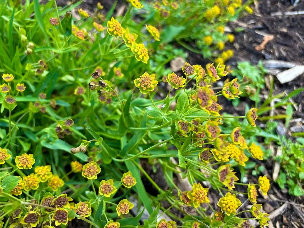 Bupleurum falcatum