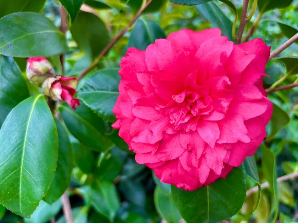 Camellia japonica 'Colonel Firey'