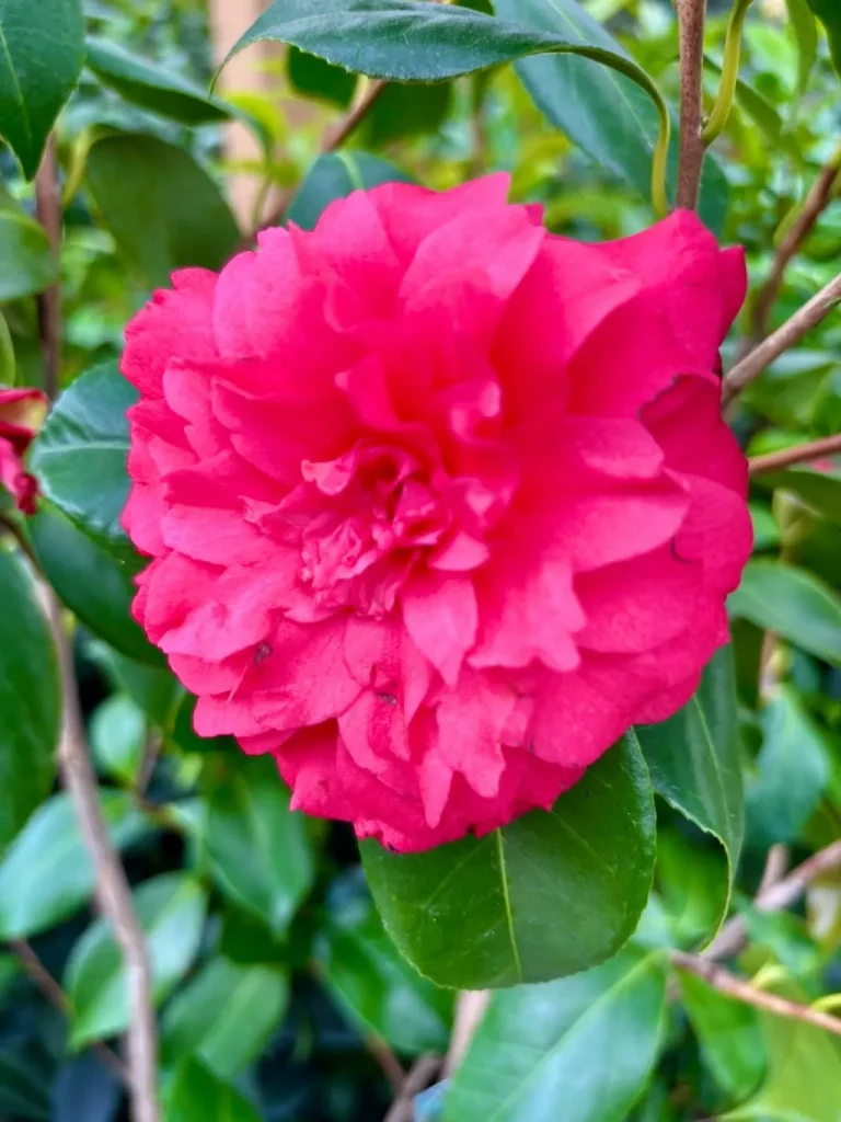 Camellia japonica'Colonel Firey'