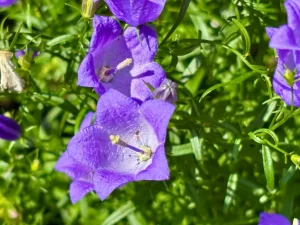 Campanula rotundifolia 'Blue Cloud'