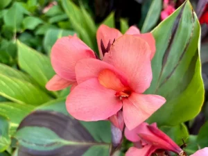 Canna Lily 'Cannova® Mango'
