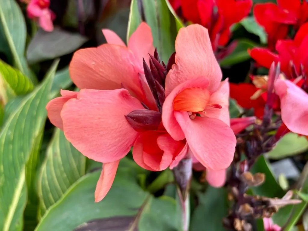 Canna Lily Cannova Mango_result - Online Flower Garden Canna Lily 'Cannova® Mango'