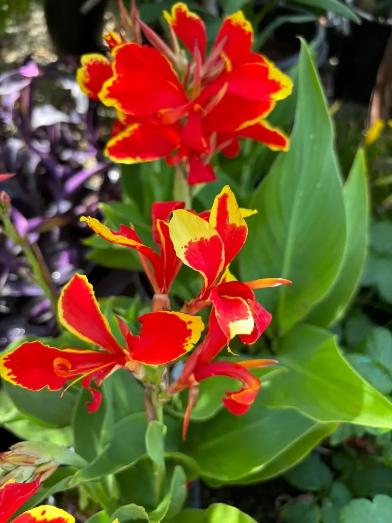 Canna Lily'Lucifer'