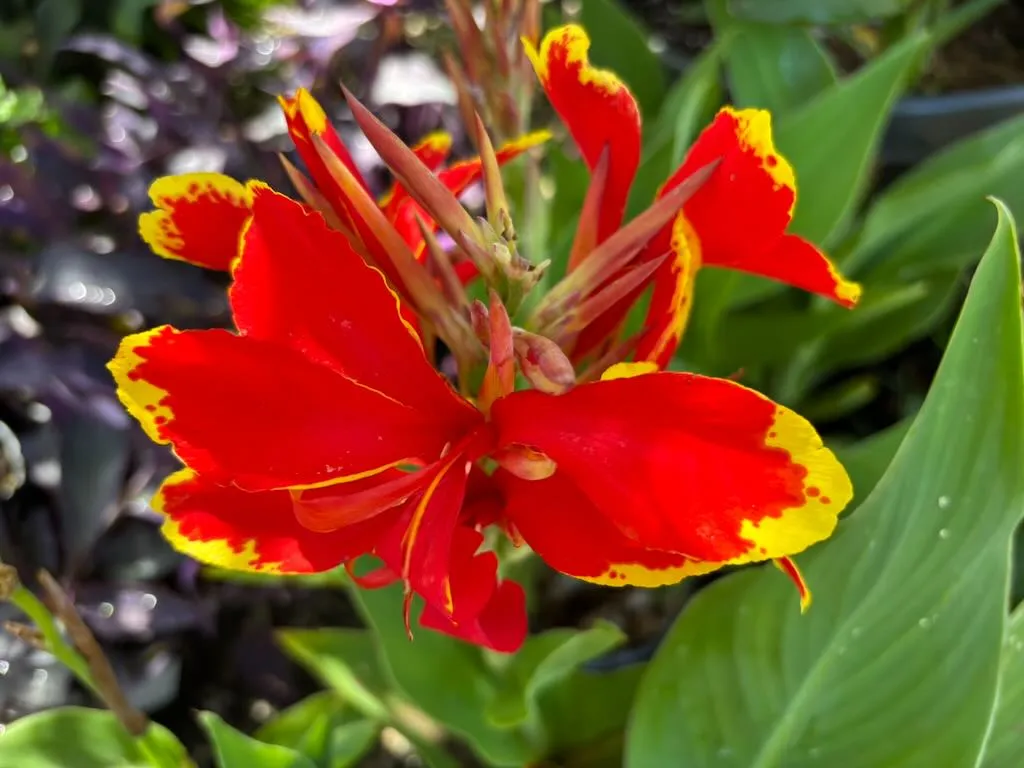 Canna Lily Lucifer_result - Online Flower Garden Canna Lily 'Lucifer'