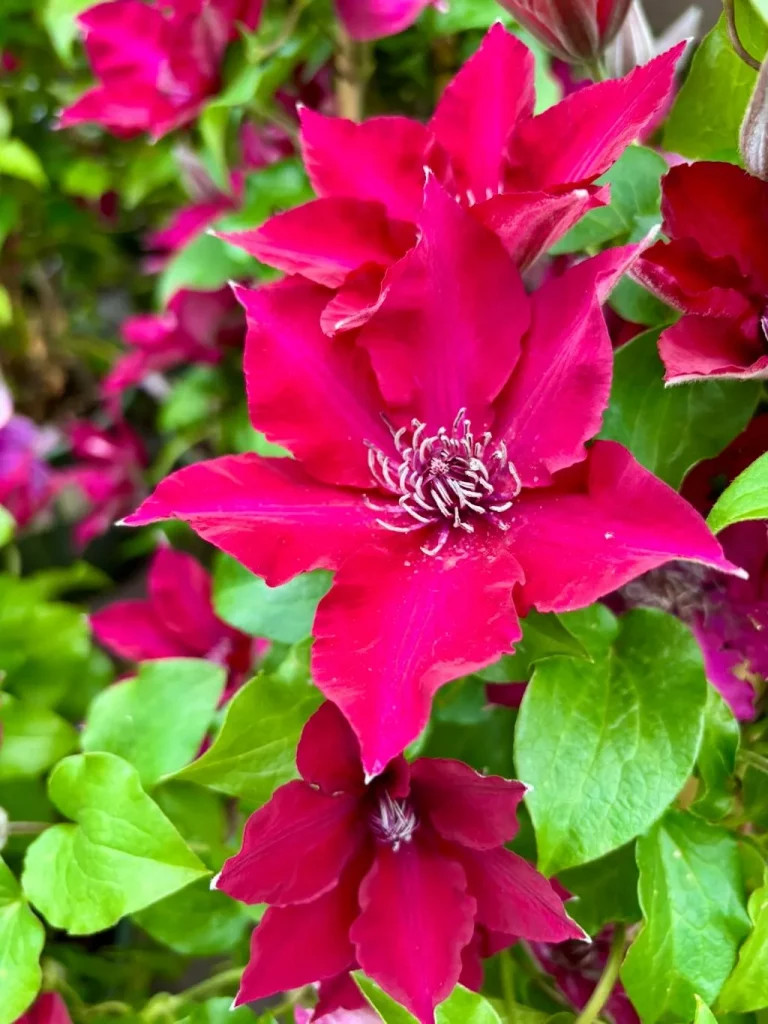Clematis Boulevard Nubia-1_result - Online Flower Garden Clematis ‘Boulevard® Nubia™’