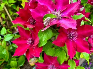 Clematis ‘Boulevard® Nubia™’