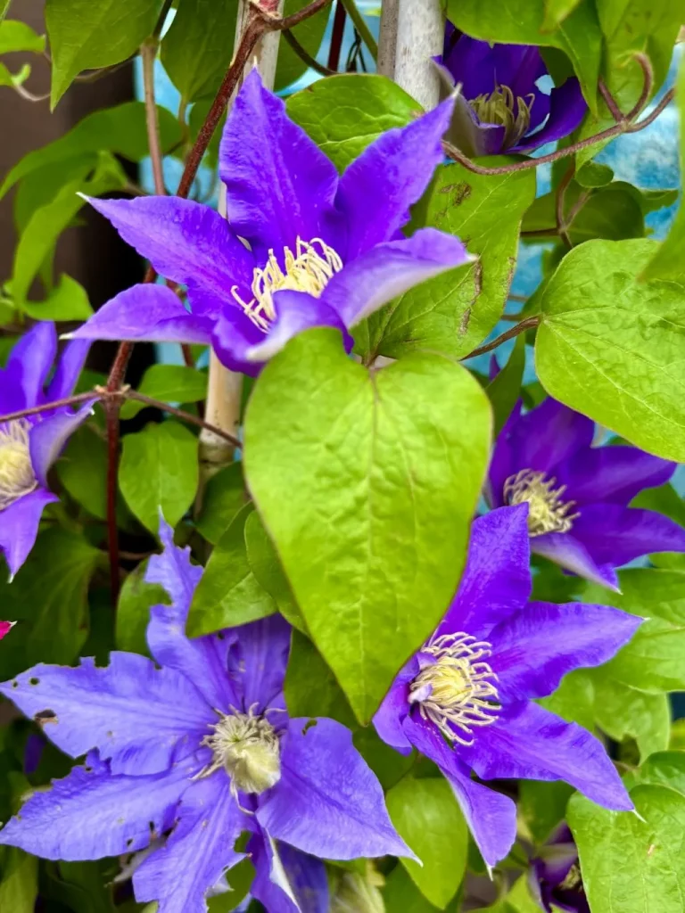 Clematis'Boulevard® Olympia™'