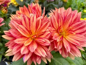 Dahlia ‘XXL Tabasco’
