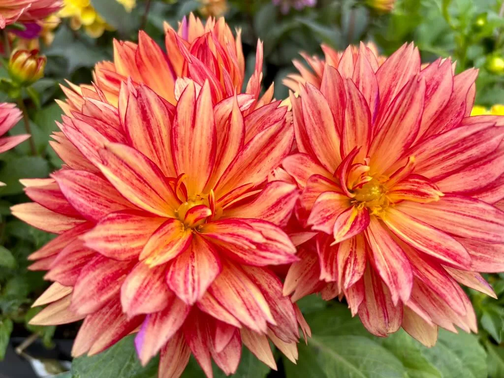 Dahlia ‘XXL Tabasco’