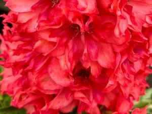 Delphinium ‘Red Lark’