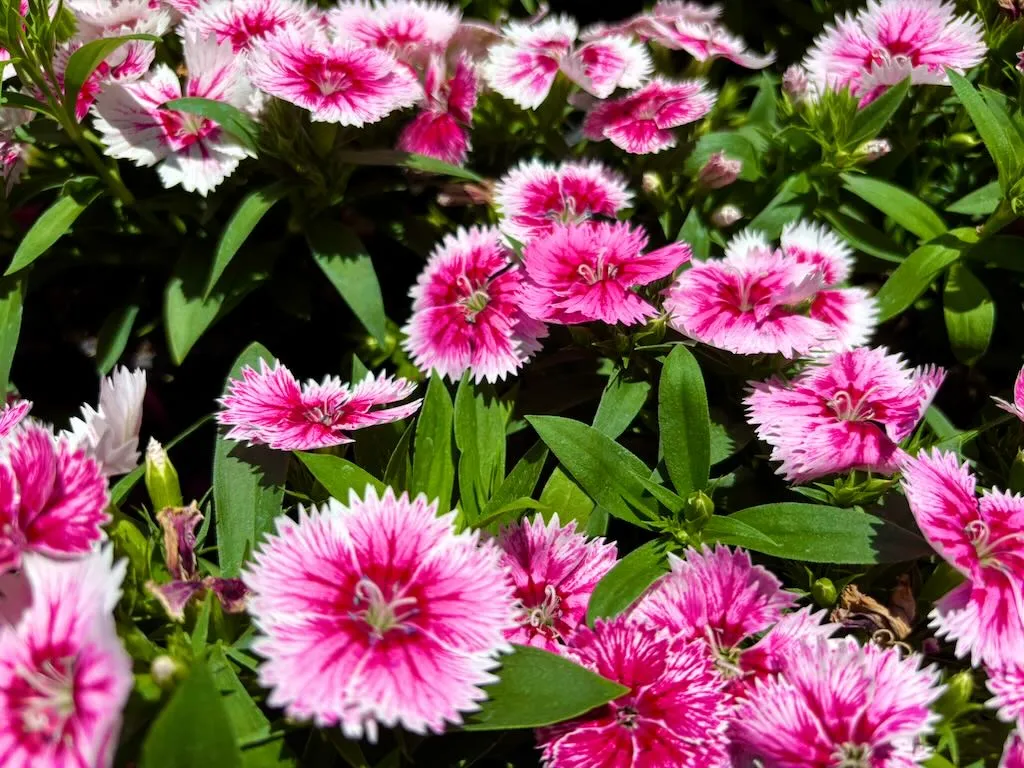 Dianthus Floral Lace Picotee-1_result - Online Flower Garden Dianthus'Floral Lace™ Picotee'