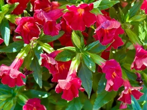 Diplacus 'Burst™ Berry'