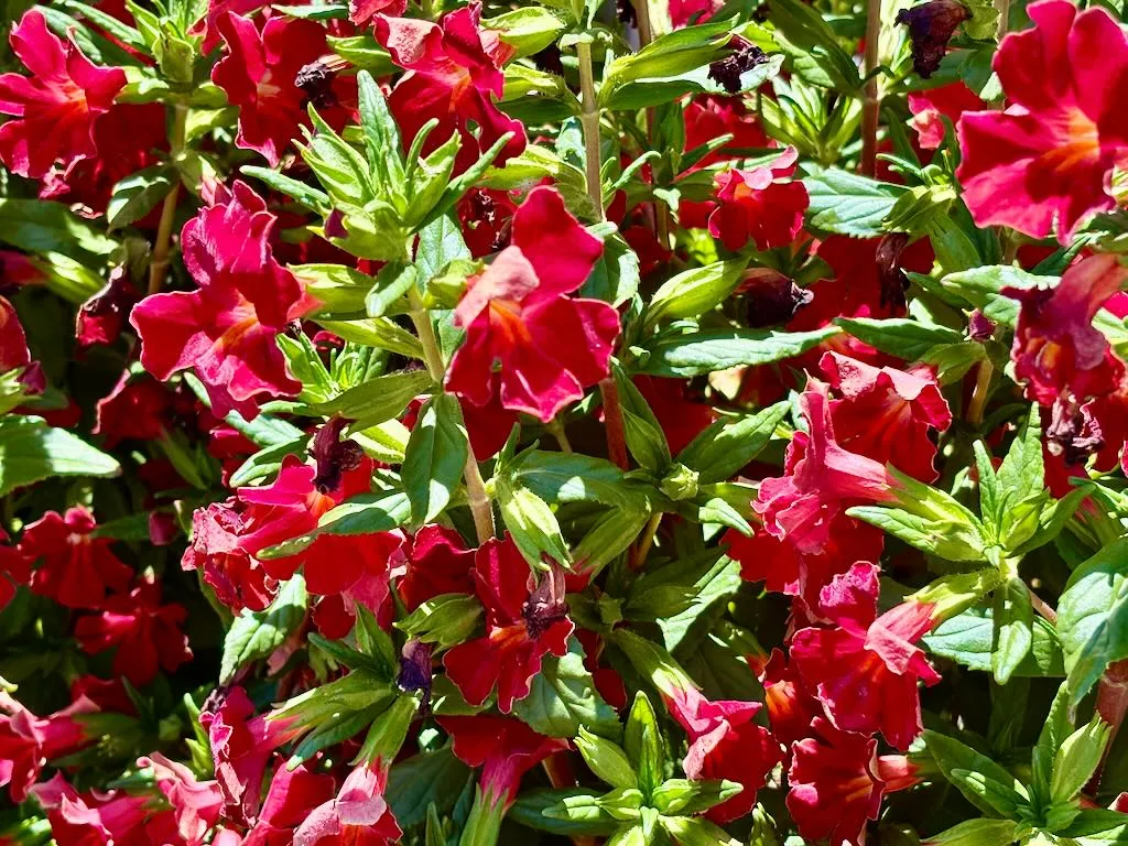 Diplacus Burst Berry_result - Online Flower Garden Diplacus'Burst™ Berry'
